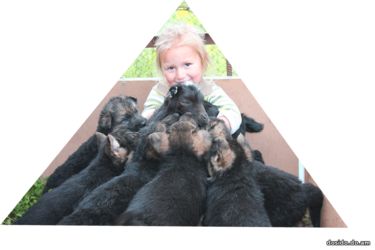 Щенки немецкая овчарка с родословной КСУ в Херсоне